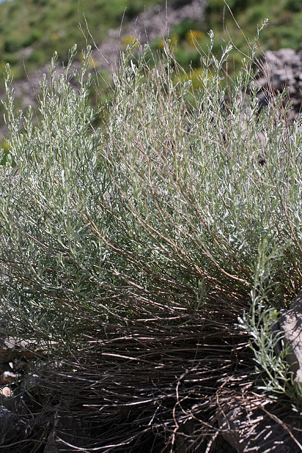 Изображение особи Artemisia juncea.