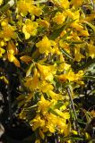 Gelsemium sempervirens. Ветвь с цветами. США, Калифорния, Сан-Франциско, в озеленении. 17.02.2014.
