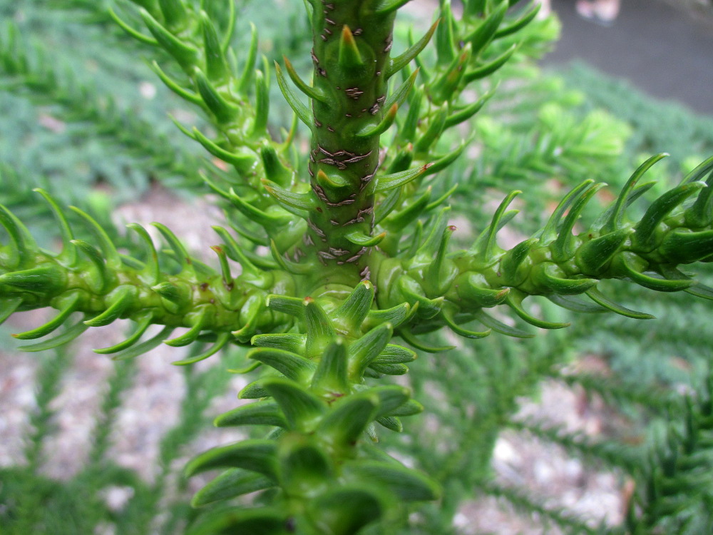 Image of Araucaria montana specimen.