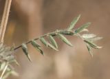 Oxytropis pilosa. Лист. Казахстан, Восточно-Казахстанская обл., Зыряновский р-н, окр. пос. Новая Бухтарма, правый берег Бухтарминского вдхр., остепнённый склон сопки. 05.08.2015.