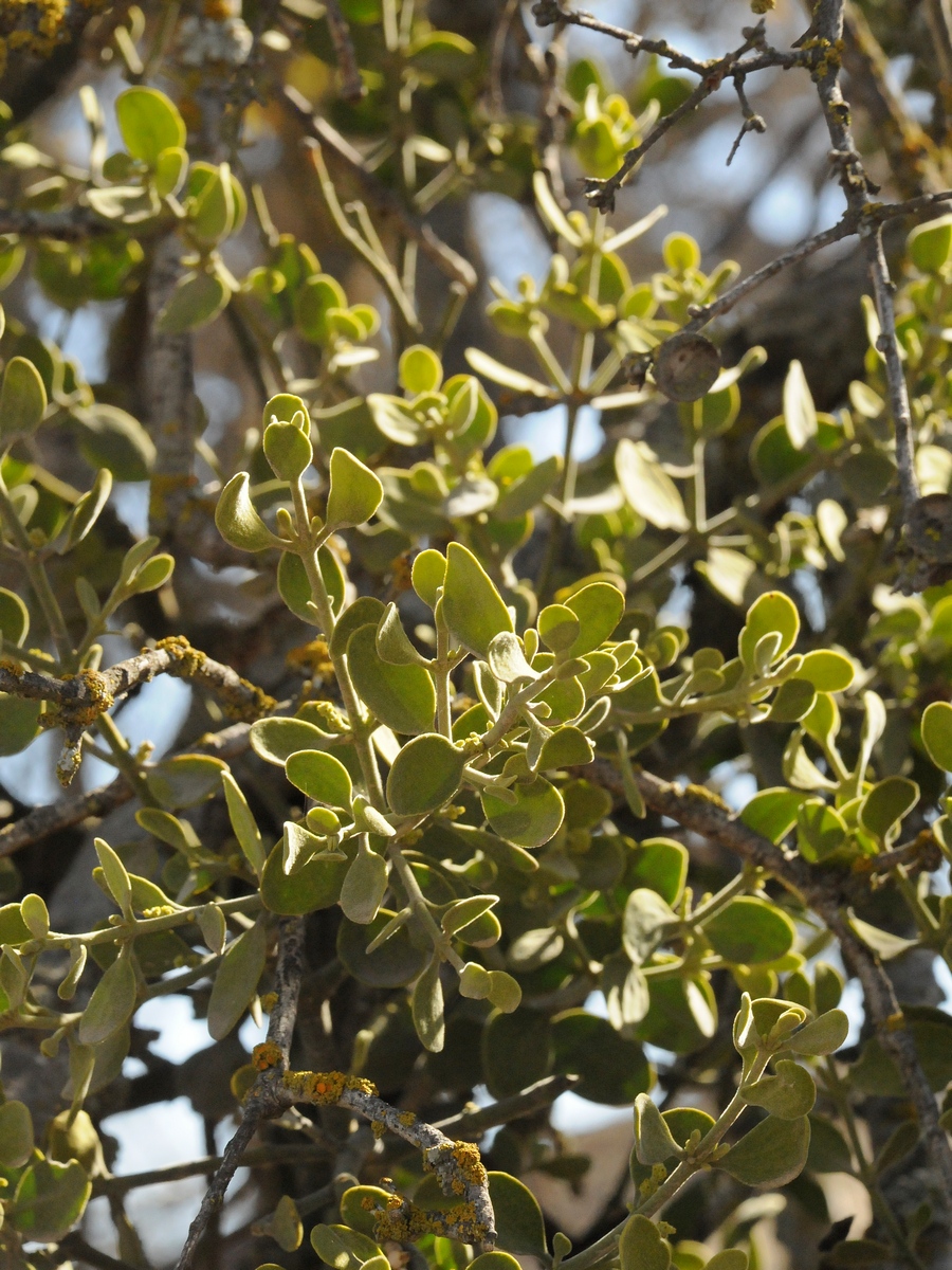 Изображение особи Phoradendron leucarpum.