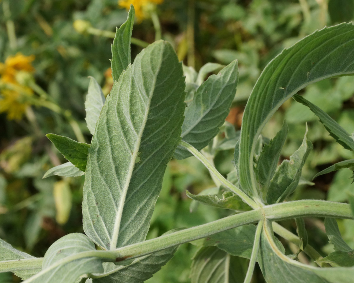 Image of Mentha asiatica specimen.