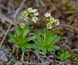 Draba fladnizensis