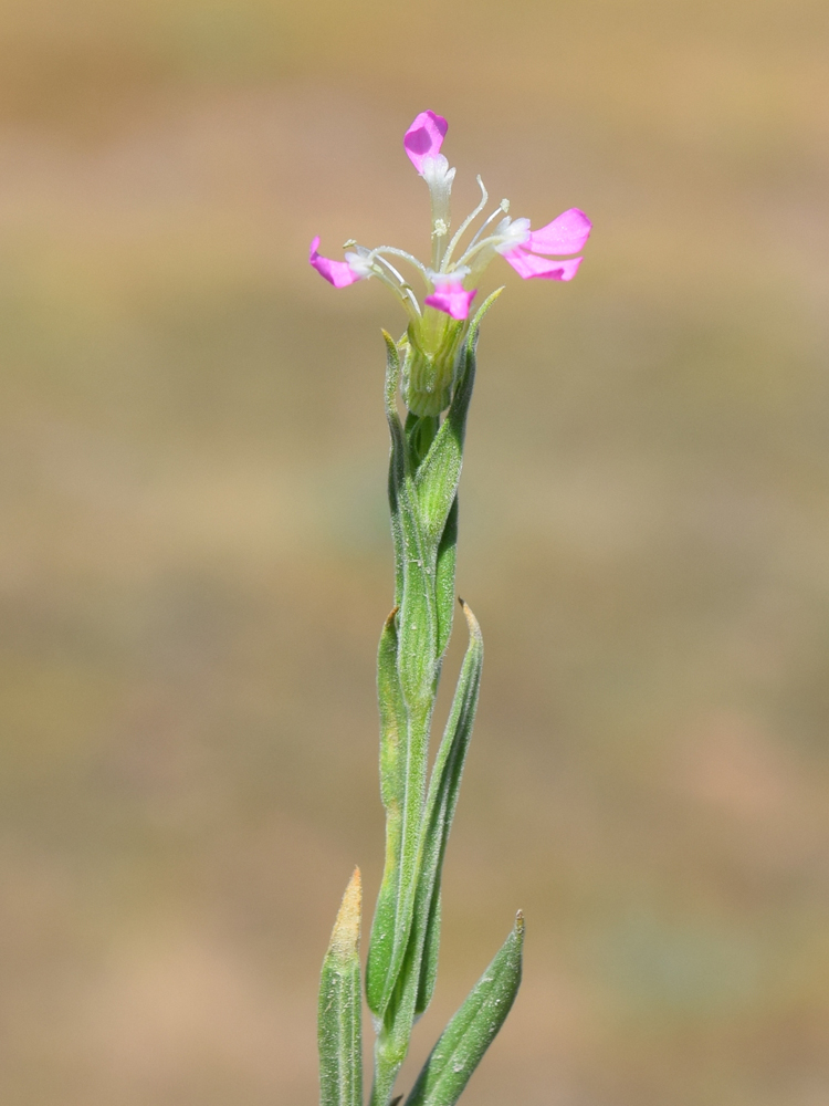 Image of Pleconax conica specimen.