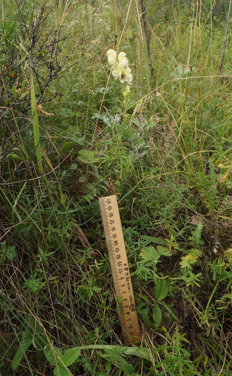 Image of Aconitum anthoroideum specimen.