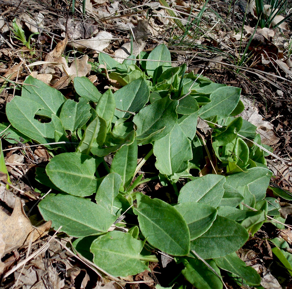 Изображение особи Rumex tuberosus.