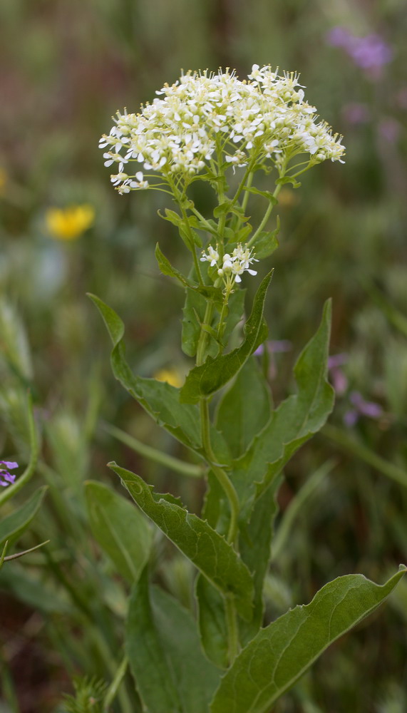 Image of Cardaria draba specimen.