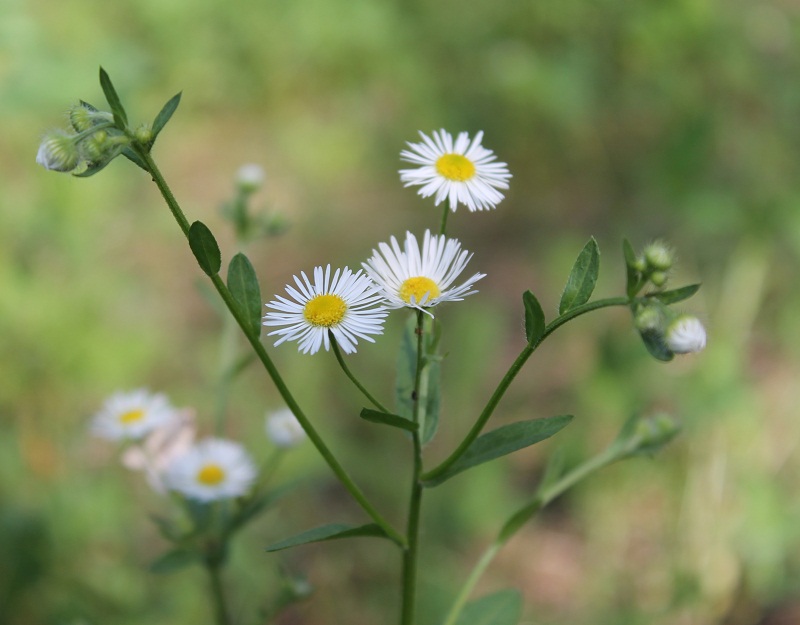 Image of Erigeron annuus specimen.