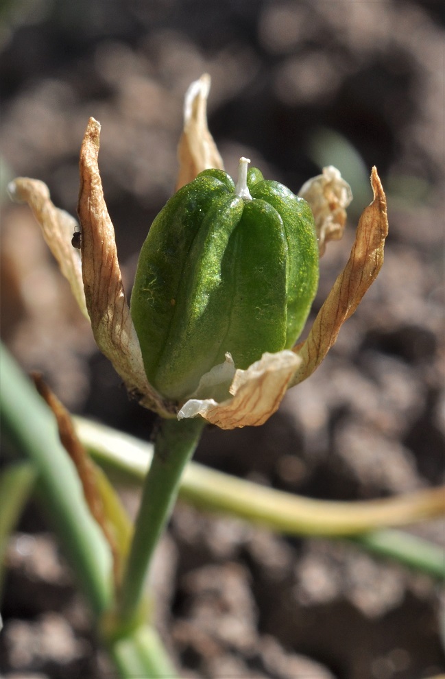 Image of genus Ornithogalum specimen.