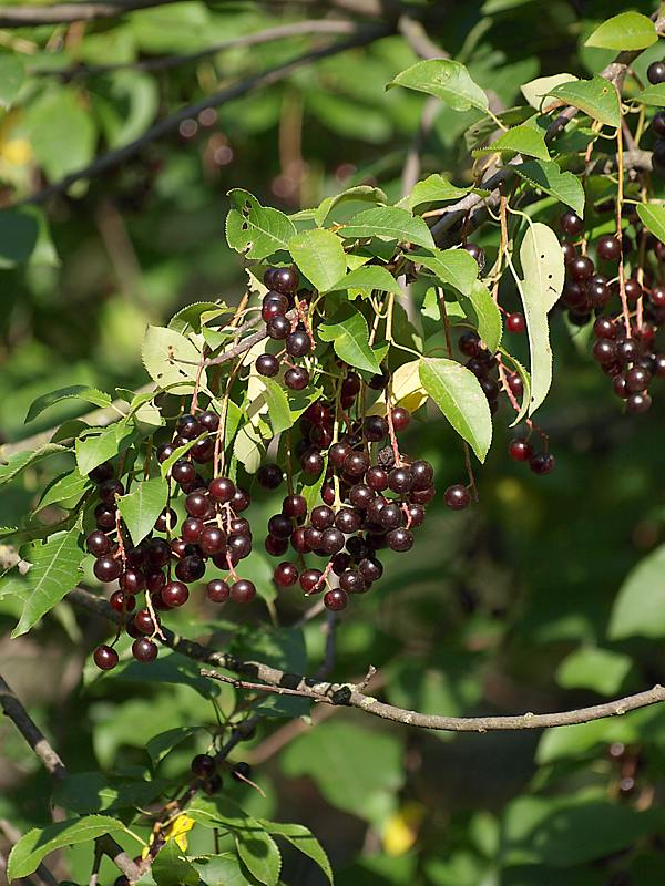 Image of Padus virginiana specimen.