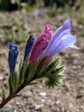 Смотреть изображение Echium bonnetii