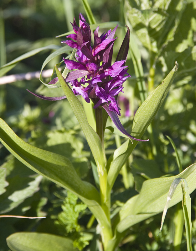 Image of Dactylorhiza euxina specimen.