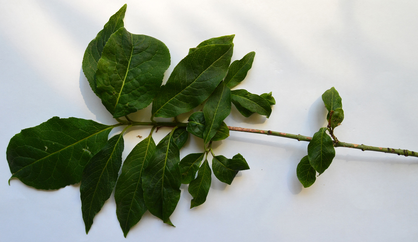 Image of Euonymus europaeus specimen.