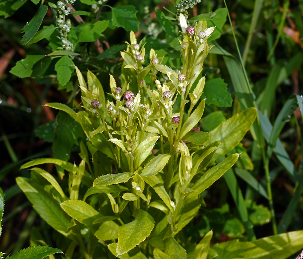 Image of Cirsium setosum specimen.