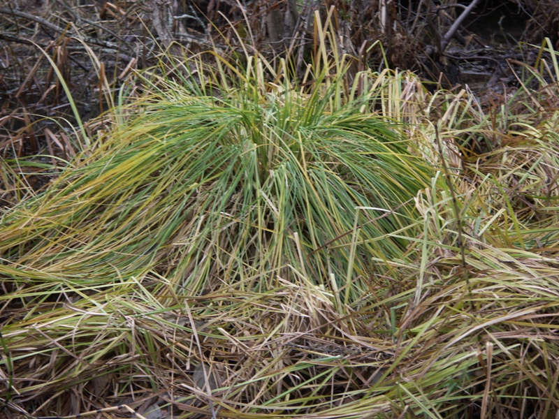 Image of Carex paniculata specimen.