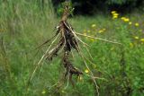 Pulicaria dysenterica. Нижняя часть выкопанного растения. Республика Адыгея, г. Майкоп, южная окраина города, сырой луг у небольшого пруда под горой хребта Нагиеж-Уашх. 04.09.2016.