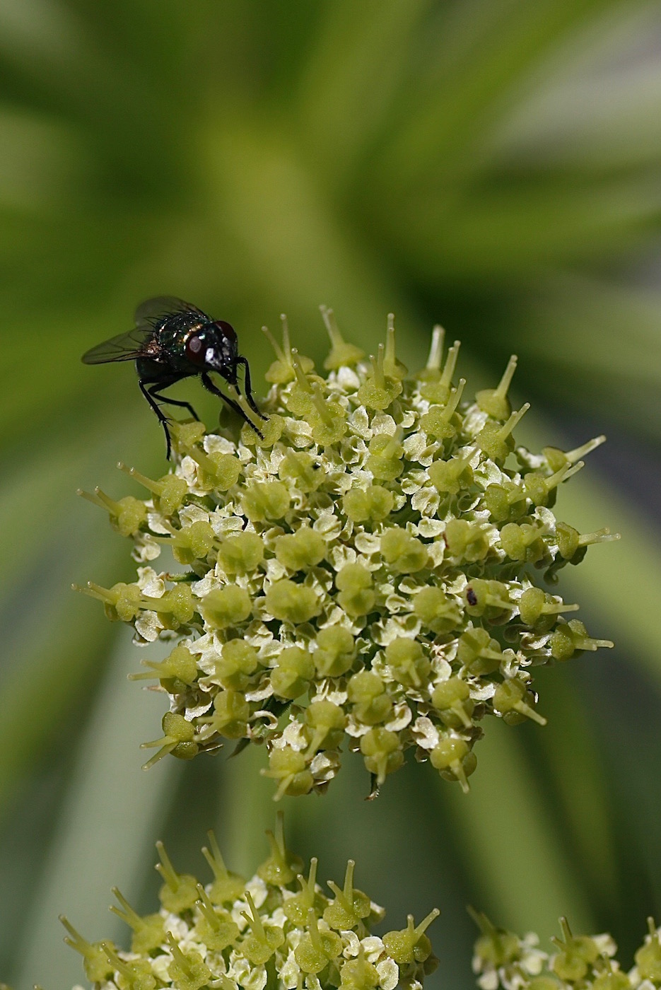 Изображение особи Archangelica brevicaulis.