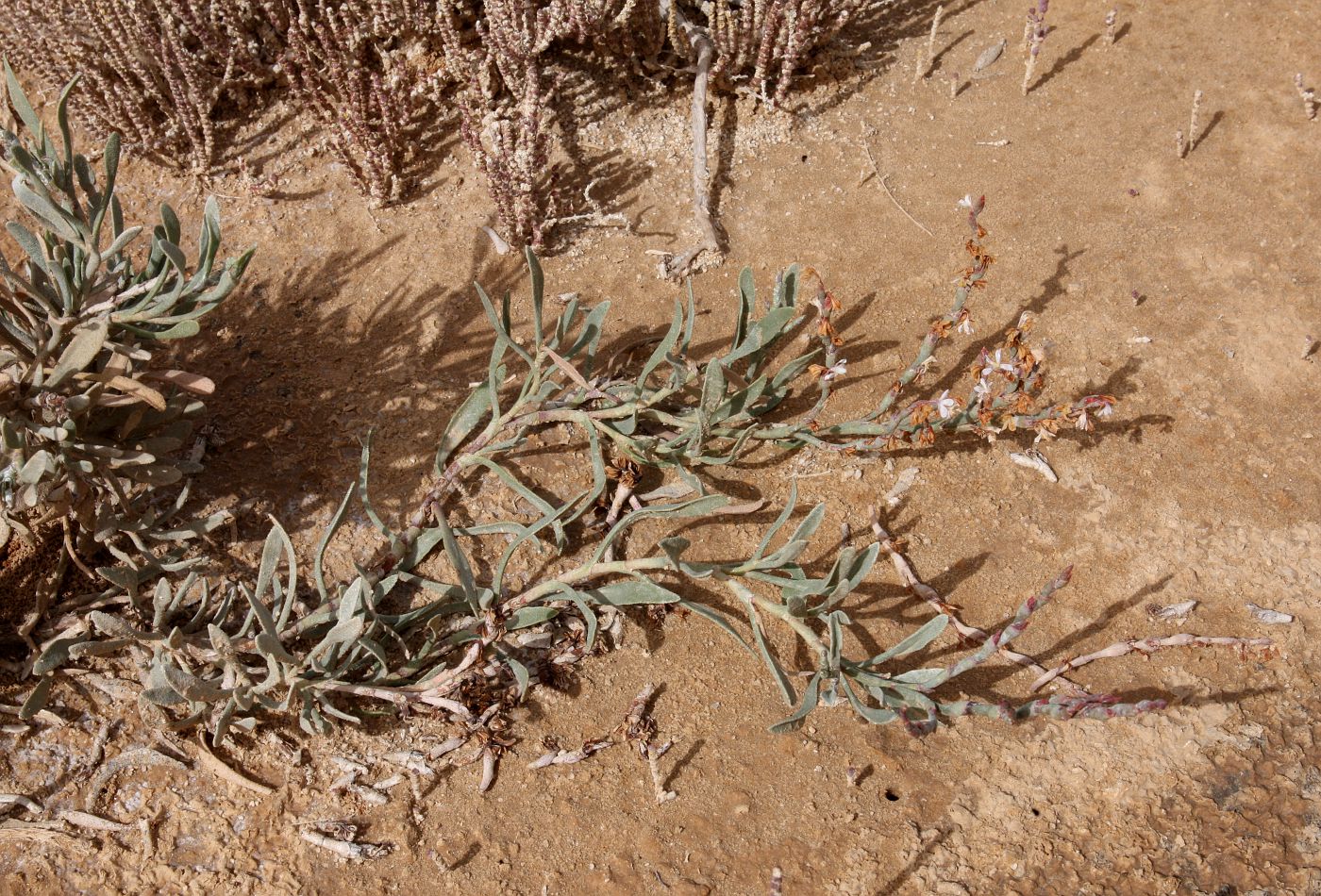 Image of Limoniastrum monopetalum specimen.