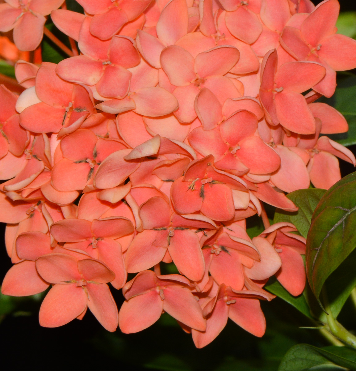 Image of Ixora coccinea specimen.