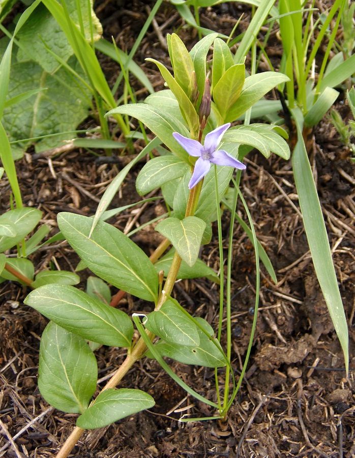 Изображение особи Vinca herbacea.