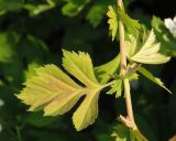 genus Crataegus. Часть побега с молодыми листьями. Украина, г. Запорожье, балка Щавелевая. 06.05.2017.