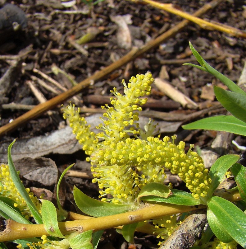 Image of Salix babylonica specimen.