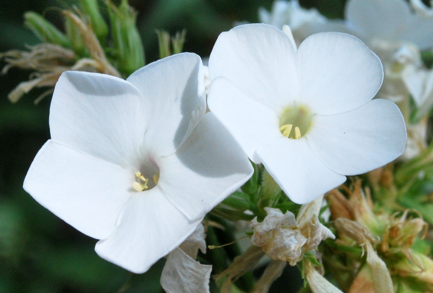 Изображение особи Phlox paniculata.