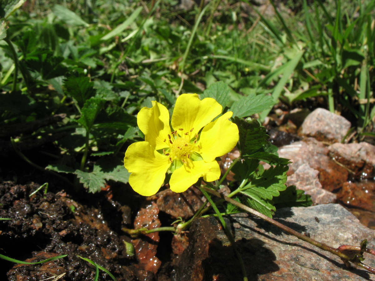 Image of Potentilla reptans specimen.