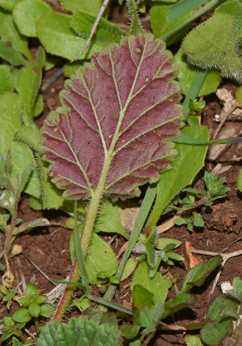 Image of Erodium gruinum specimen.