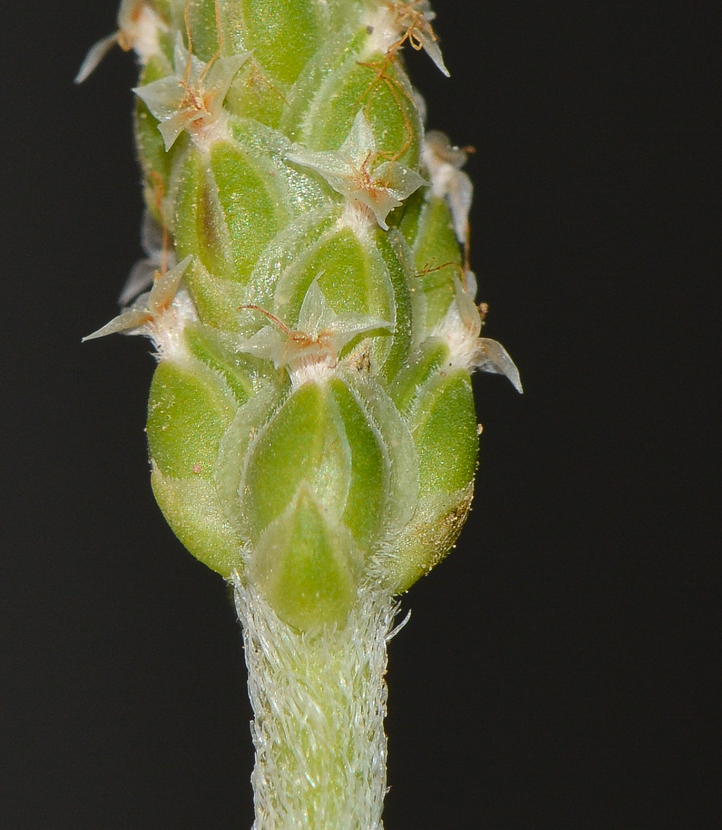 Image of Plantago crypsoides specimen.