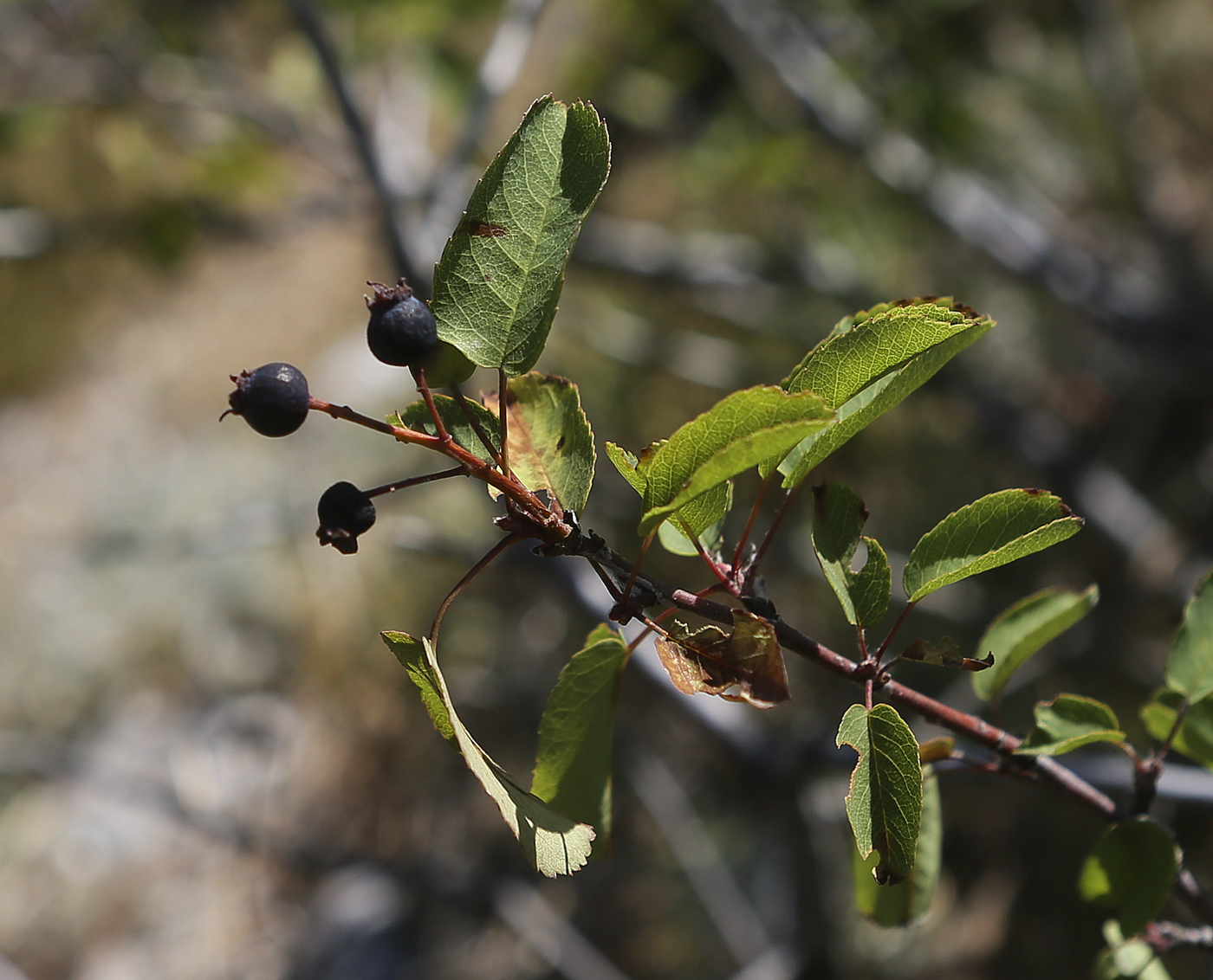 Изображение особи Amelanchier ovalis.