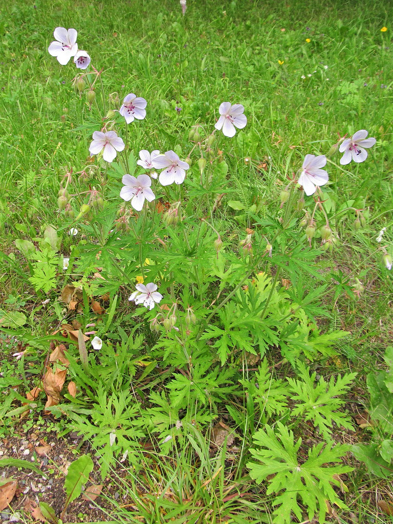 Image of Geranium pratense specimen.