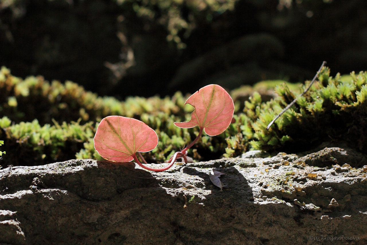 Image of Cyclamen coum specimen.