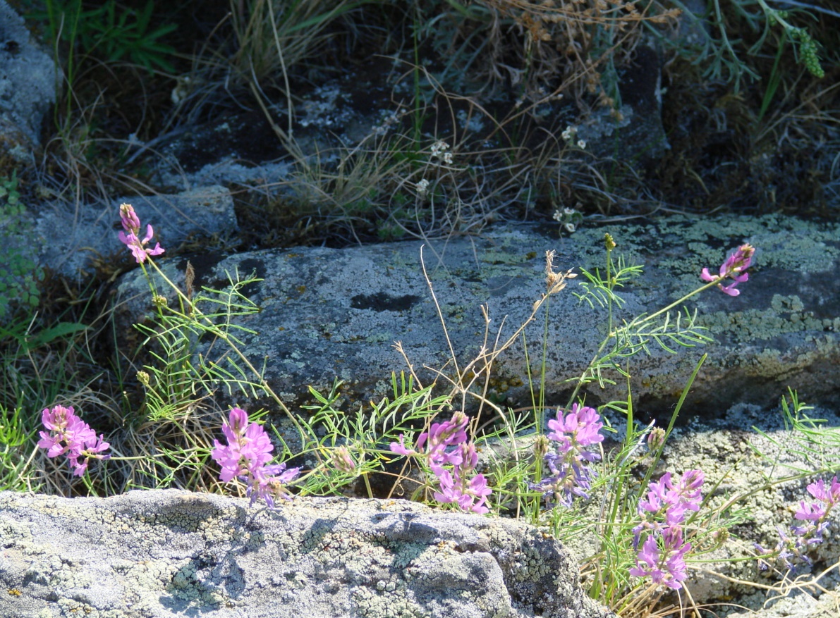 Изображение особи Astragalus versicolor.