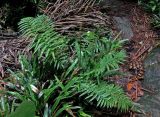 Blechnum finlaysonianum