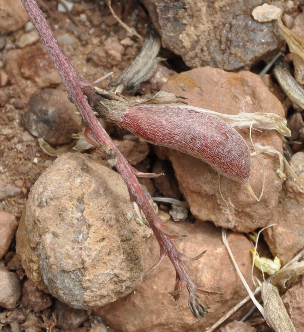 Изображение особи Astragalus spruneri.