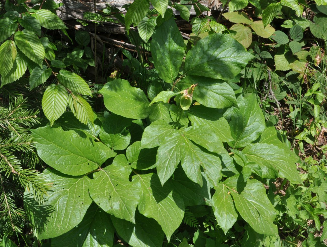 Изображение особи Paeonia macrophylla.