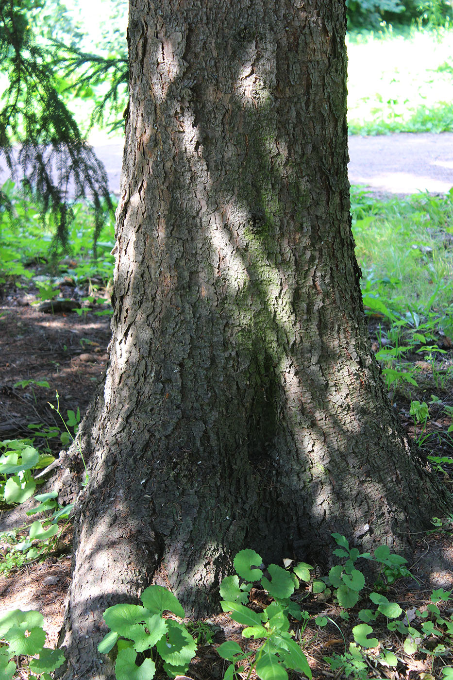 Image of Picea asperata specimen.