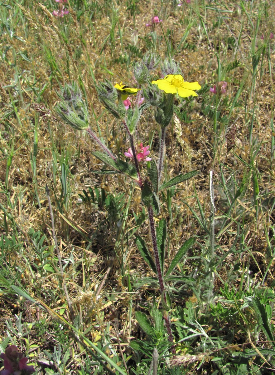 Изображение особи Potentilla recta.