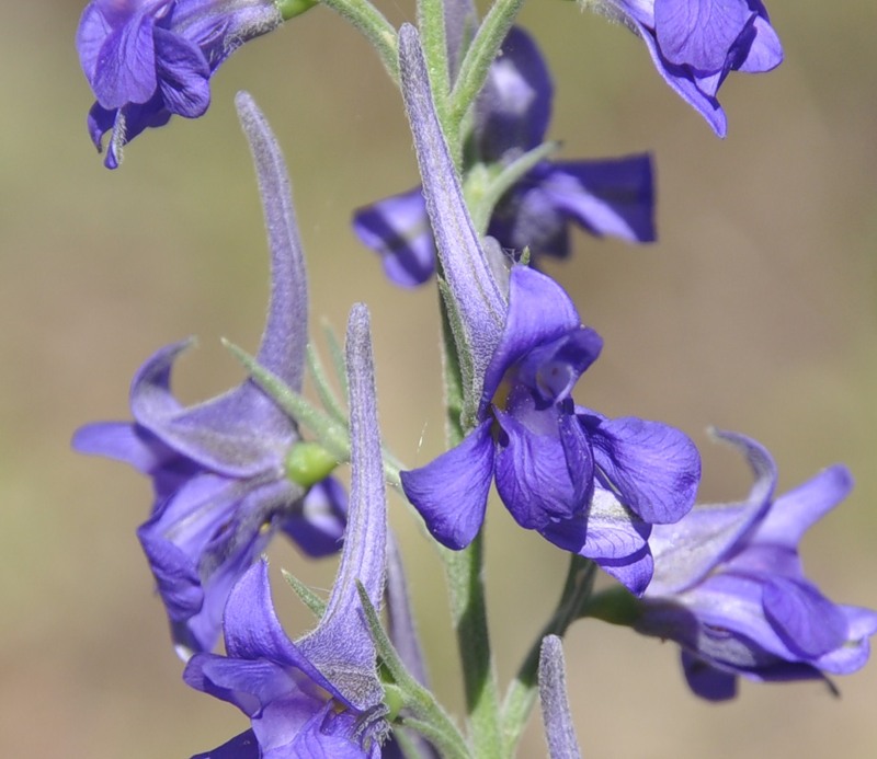 Image of genus Consolida specimen.