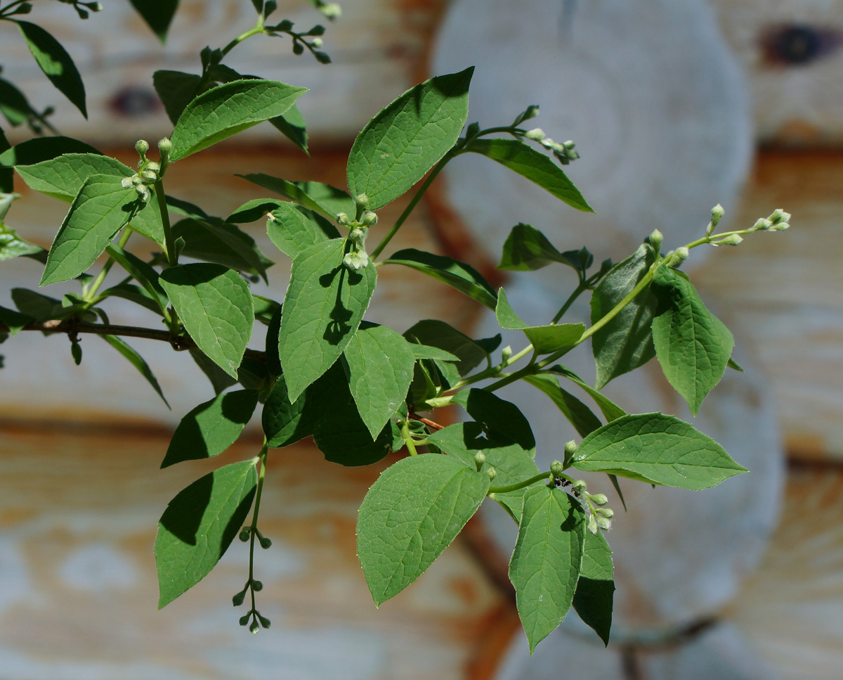 Image of genus Philadelphus specimen.