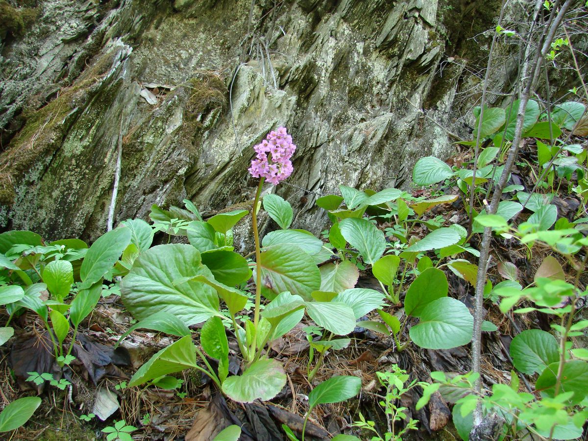 Image of Bergenia crassifolia specimen.