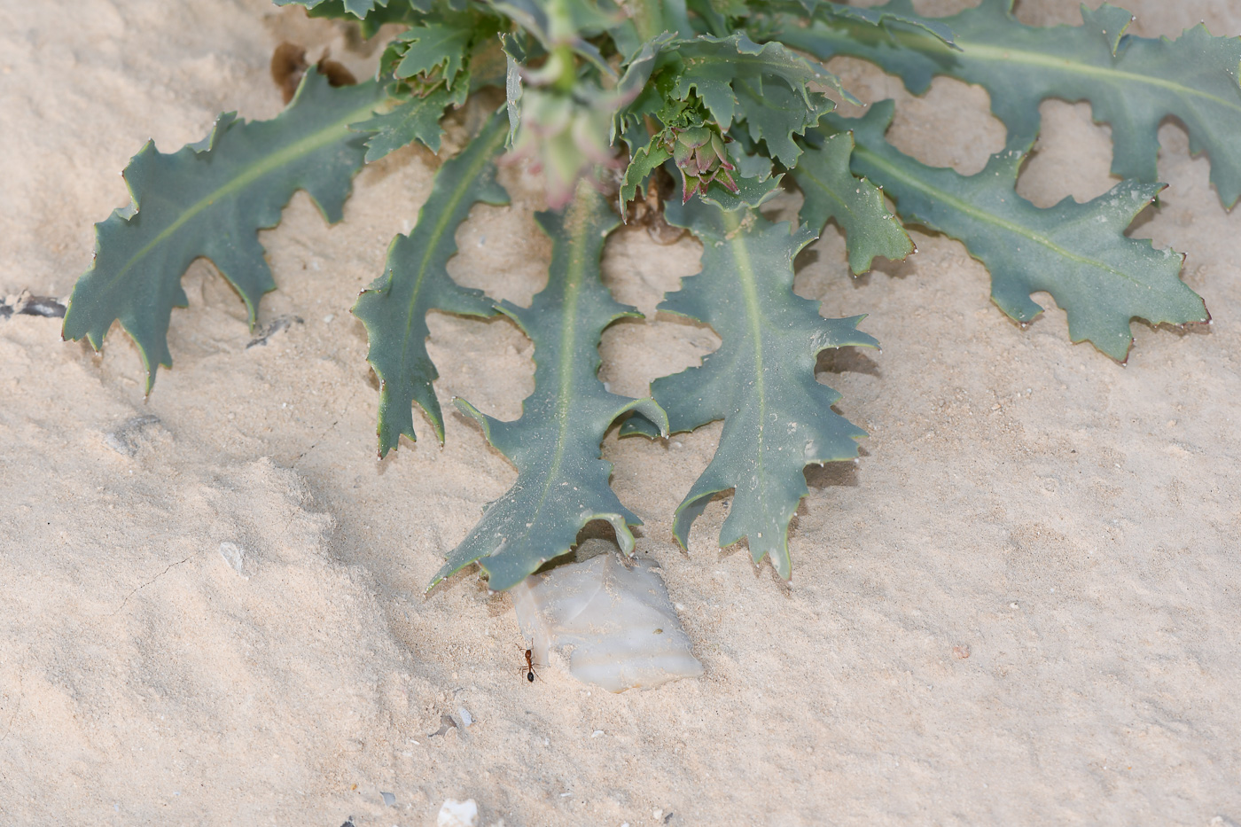 Image of Launaea angustifolia specimen.