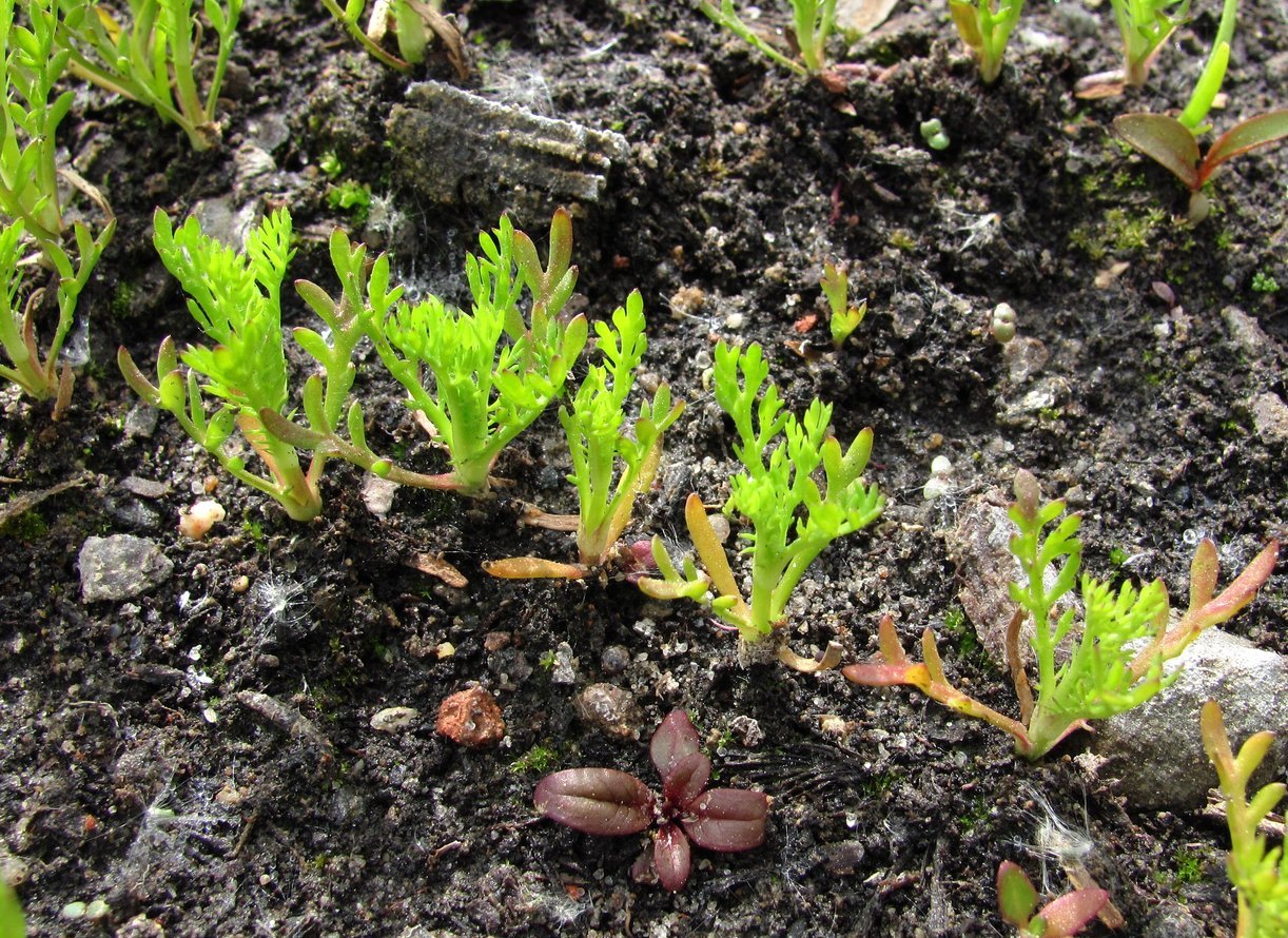 Image of Matricaria discoidea specimen.