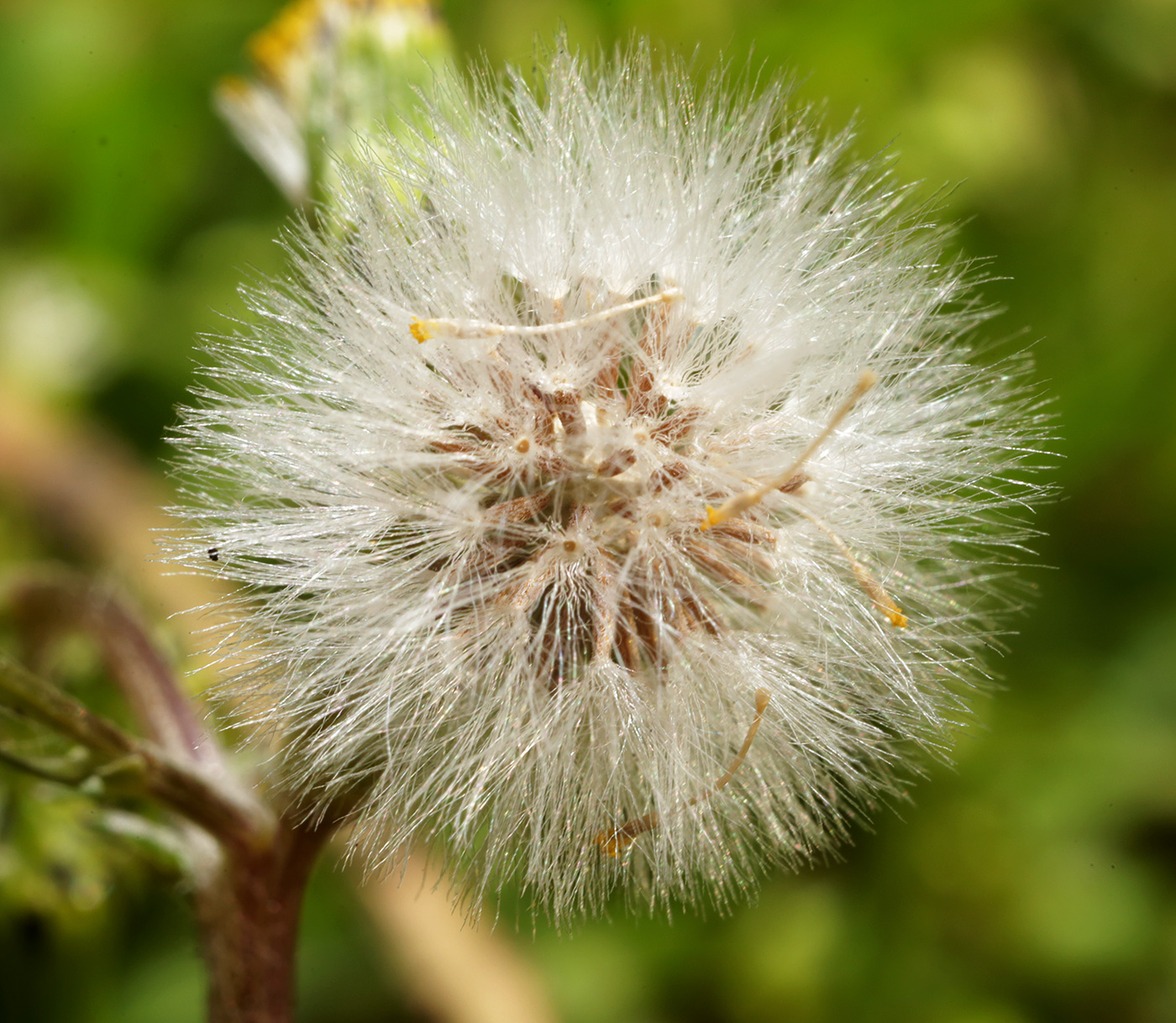 Image of Senecio vulgaris specimen.