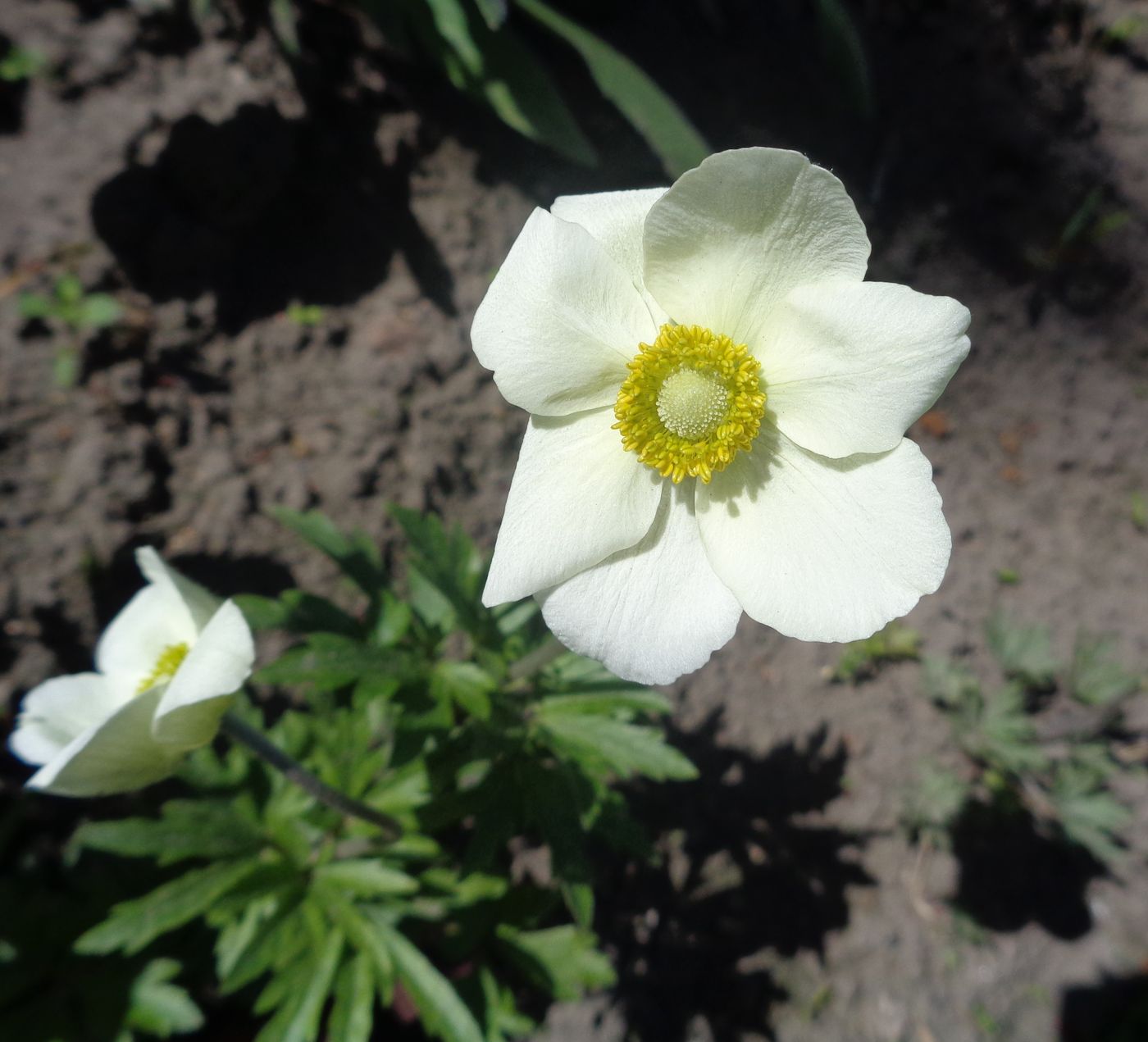 Изображение особи Anemone sylvestris.