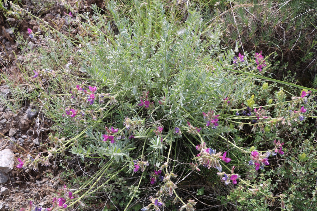 Image of Oxytropis karjaginii specimen.