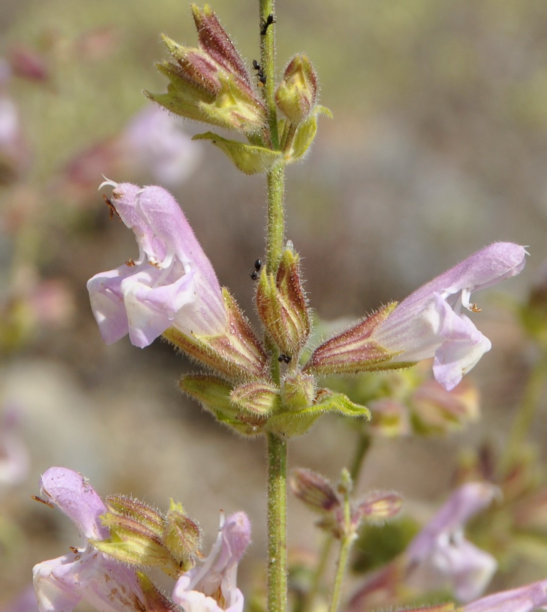 Изображение особи Salvia willeana.