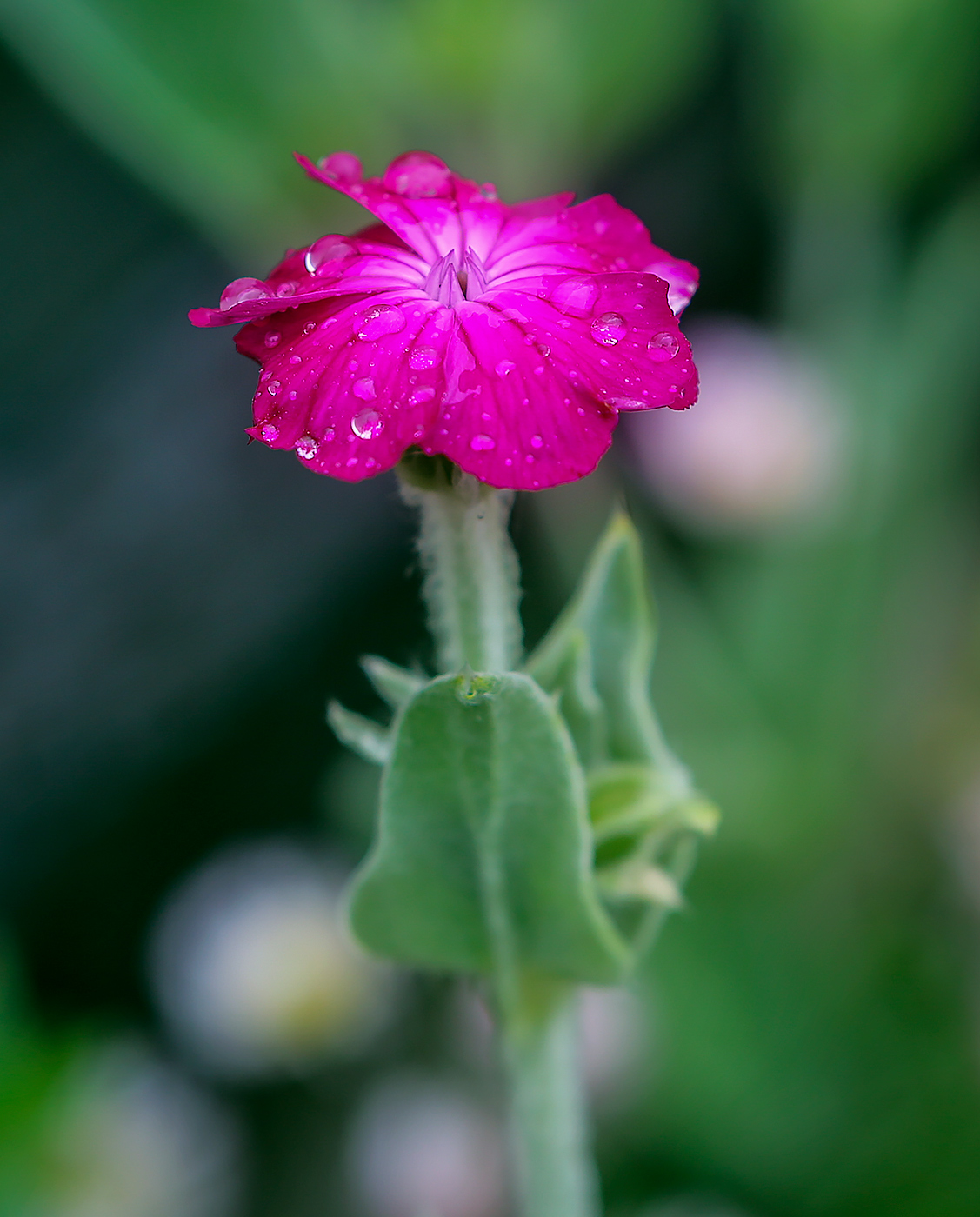 Image of Lychnis coronaria specimen.