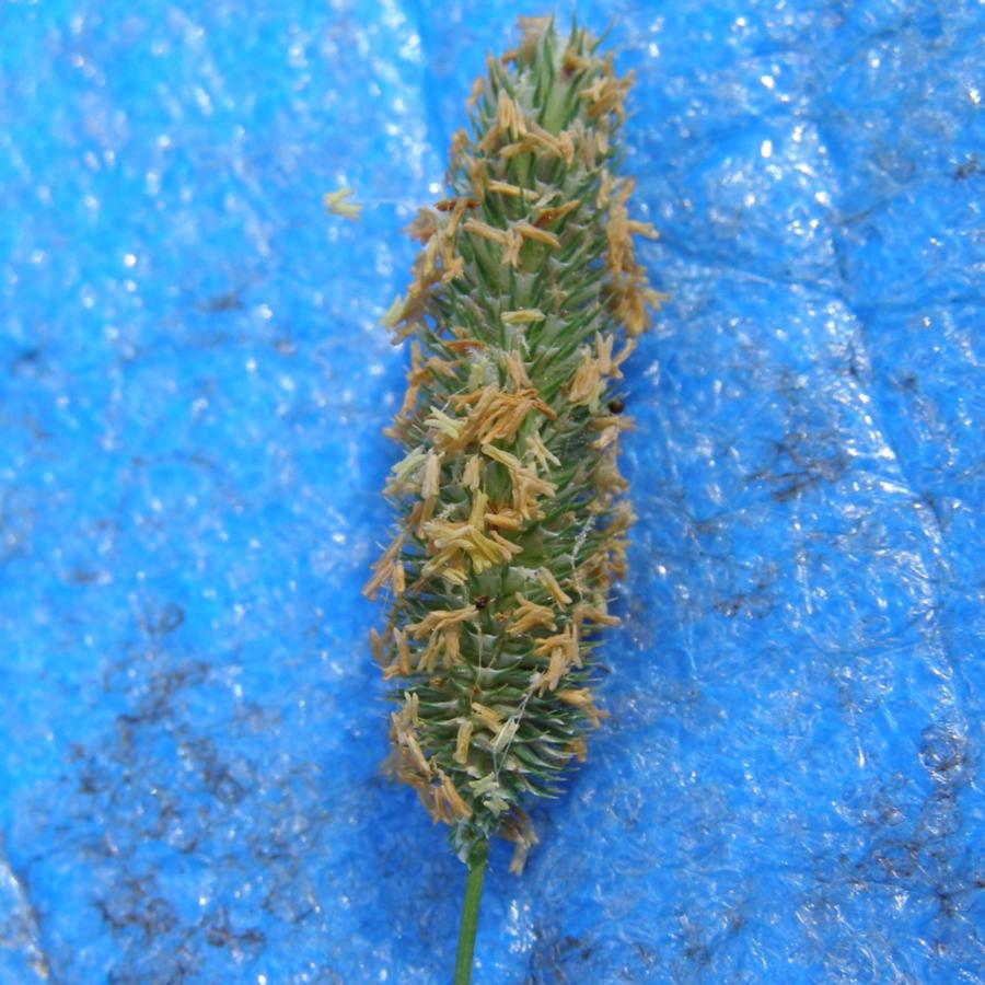 Image of Phleum pratense specimen.